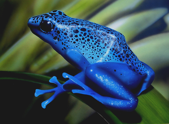[AA02.1  Dendrobates azureus.jpg] - Click here to view the image in full size.